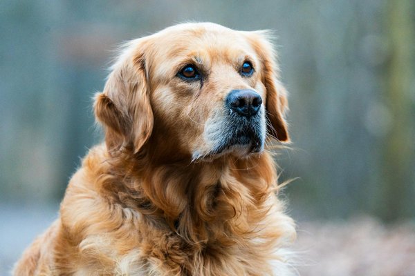 Hoe kun je de gezondheid van je hond verbeteren?