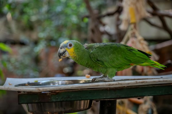 Wat zijn de belangrijkste verschillen tussen huisdieren en wilde dieren?