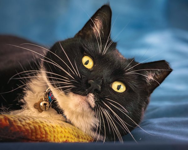 Hoe herken je stress bij je kat?