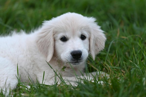 Welke invloed heeft klimaatverandering op wilde dieren?